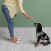 How to Prepare Your Pet for a Boarding Stay