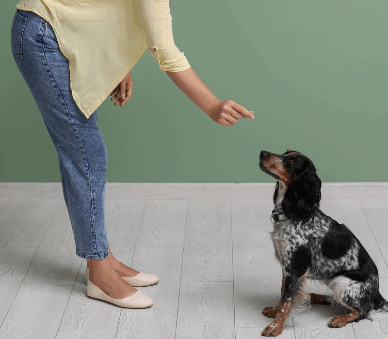 How to Prepare Your Pet for a Boarding Stay