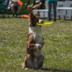 Pet Boarding in Gurugram for Dogs