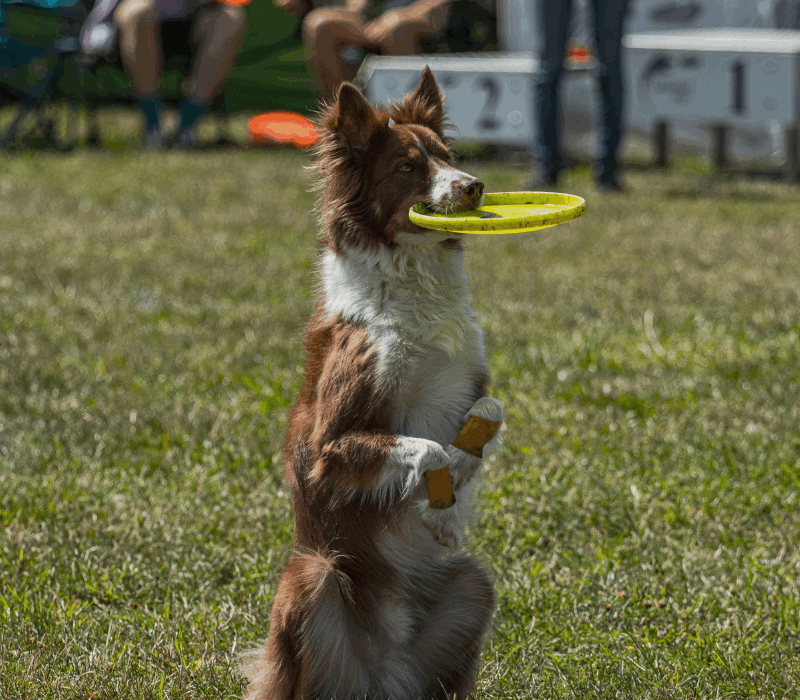 Pet Boarding in Gurugram for Dogs