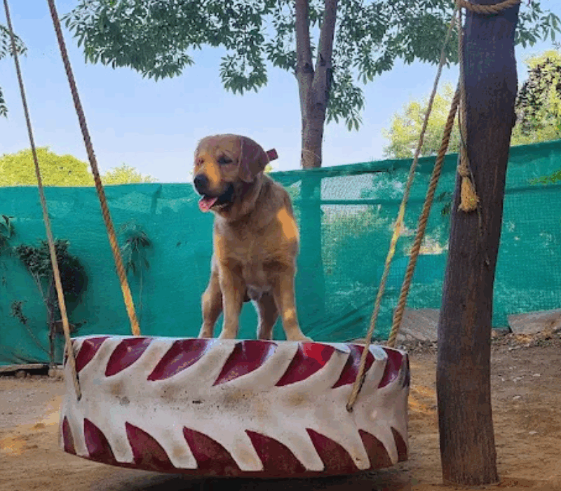 pet boarding services