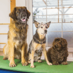 pet boarding in gurgaon