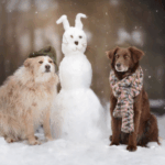 Dog Boarding During Winter Vacations in Gurugram