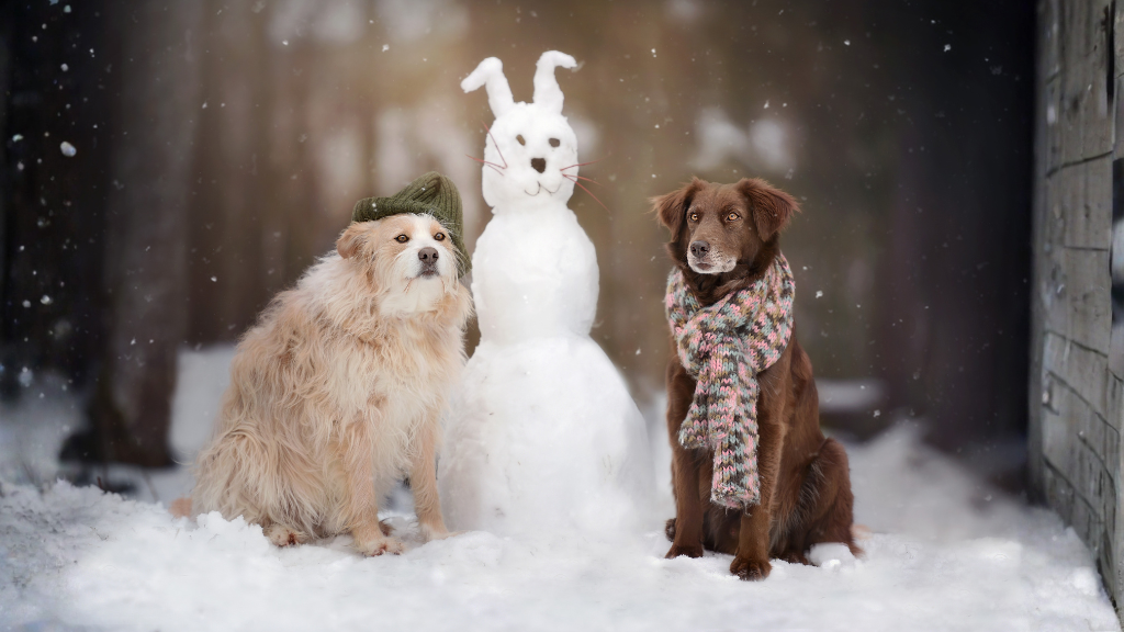 Dog Boarding During Winter Vacations in Gurugram