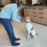 Day Care and Boarding for Dogs in Gurgaon