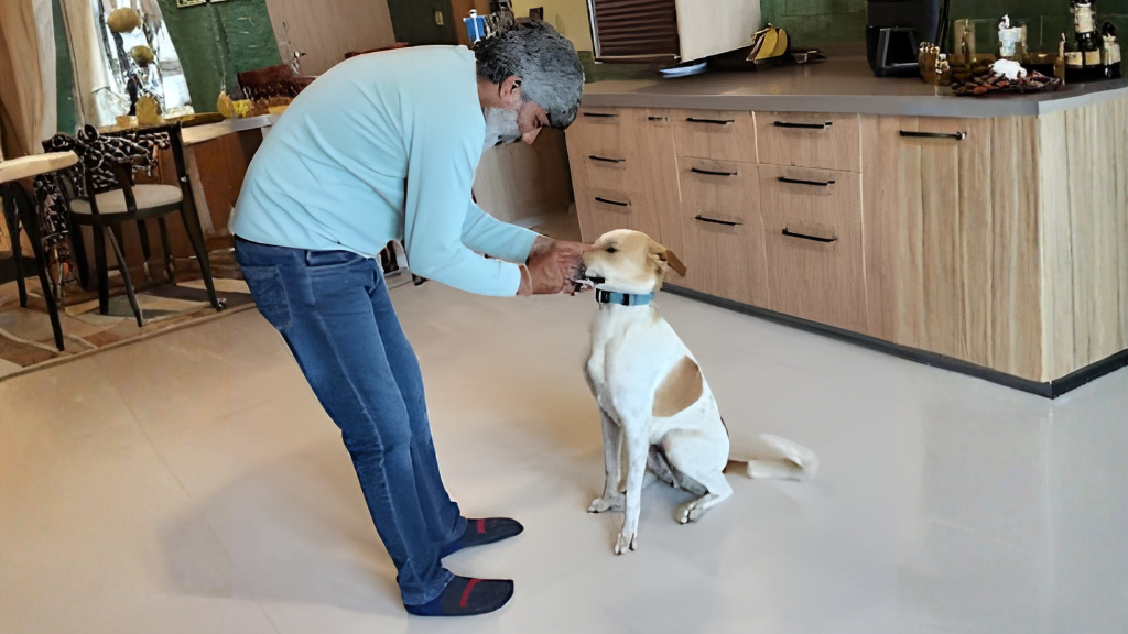 Day Care and Boarding for Dogs in Gurgaon