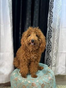 dog boarding services
