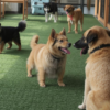 Dog Boarding Center in Gurgaon