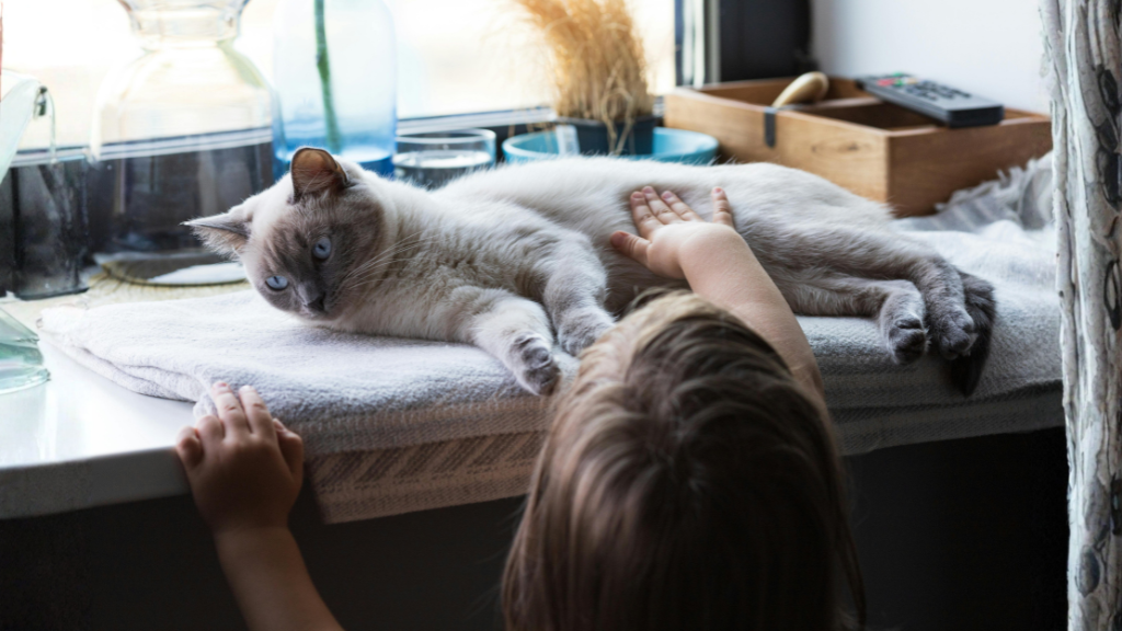 best dog boarding in Gurgaon or Gurugram