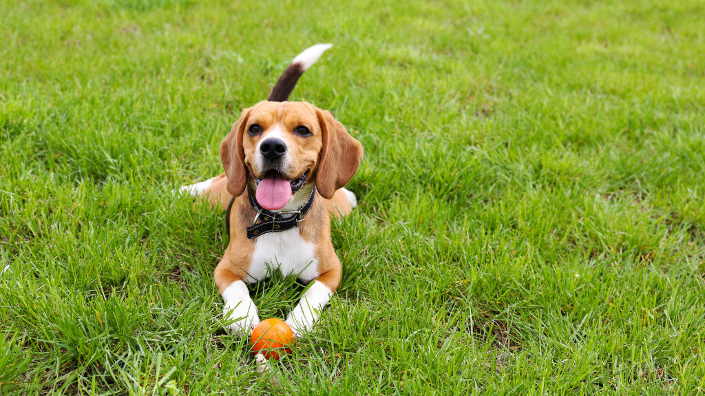 dog boarding services in gurgaon