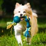 Pet Boarding Near Gurgaon Bus Stand