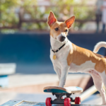 Pet Boarding Services in Palam Vihar, Gurgaon