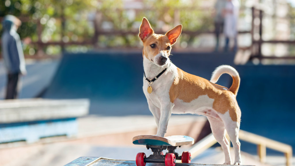 Pet Boarding Services in Palam Vihar, Gurgaon