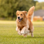 Pet Boarding in Sector 22 and 23 Gurgaon