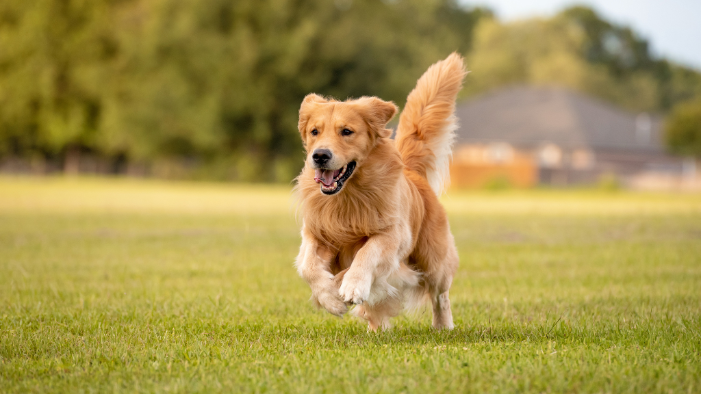 Pet Boarding in Sector 22 and 23 Gurgaon