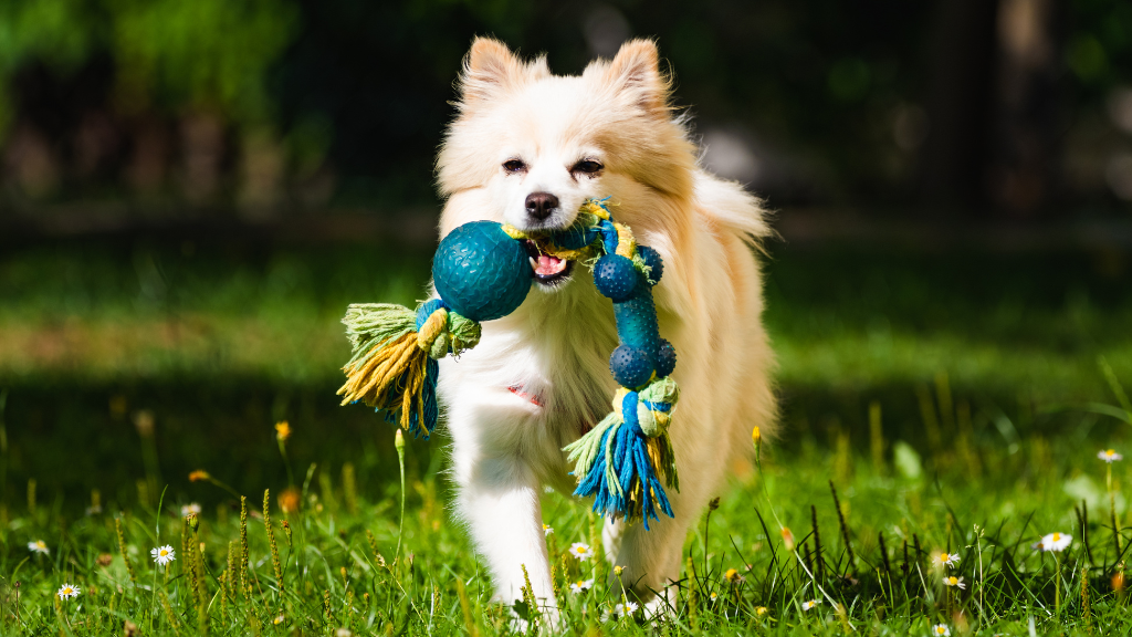 Pet Boarding Near Gurgaon Bus Stand