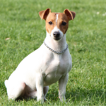 dog boarding services