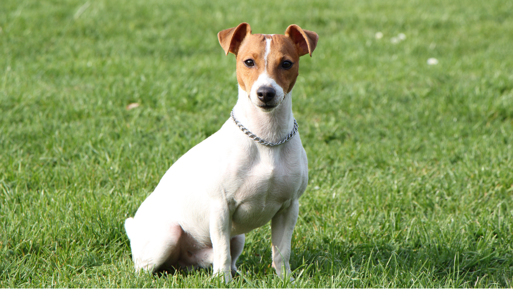 dog boarding services