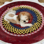 pet boarding services