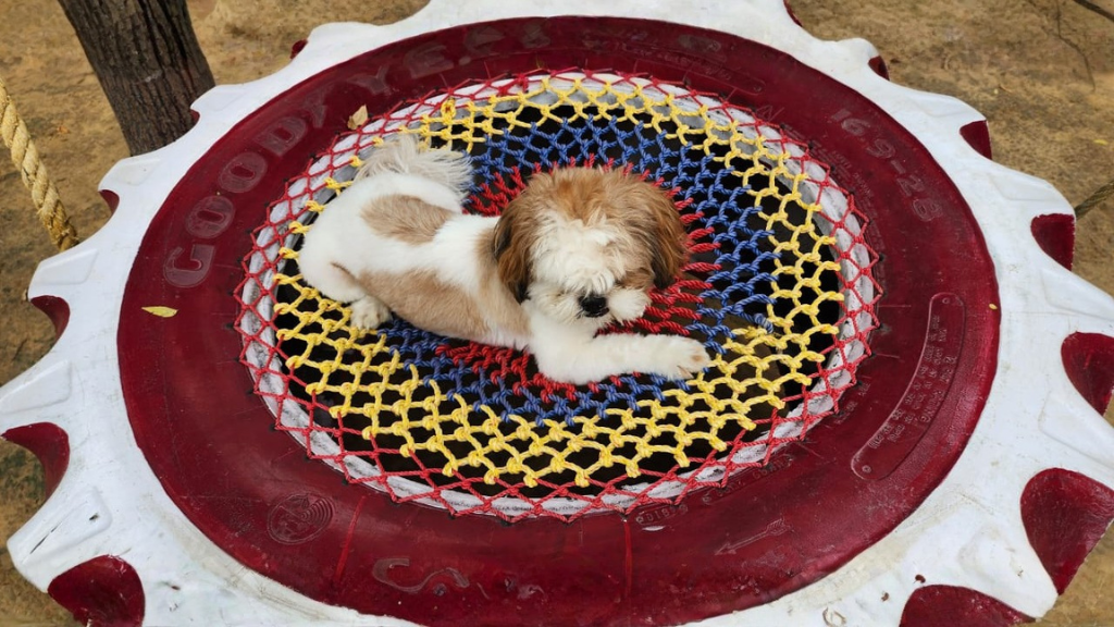 pet boarding services